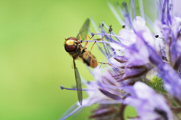 Makroaufnahme einer Schwebfliege an lila Blüte
