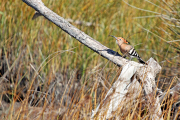 Eurasian Hoopoe or Common hoopoe (Upupa epops) © Diego Capone