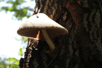 
Champignon mushroom growing on a tree trunk in a summer forest