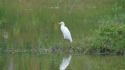 great white heron