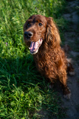 Irish red setter dog portrait on grass background