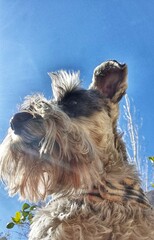 portrait of a Schnauzer dog