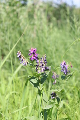 butterfly on lavender
