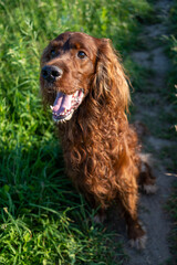 Irish red setter dog portrait on grass background