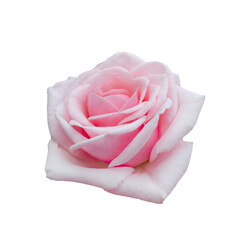 Fresh beautiful pink rose isolated on white background