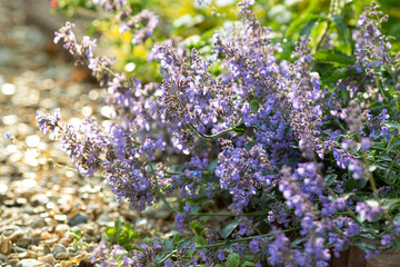 Beautiful purple flowers of Catnip (Nepeta cataria) in summer garden. Soft focus purple summer sunny background.