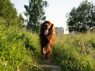 A joyful dog runs along a path surrounded by grass. Irish Red Setter Dog