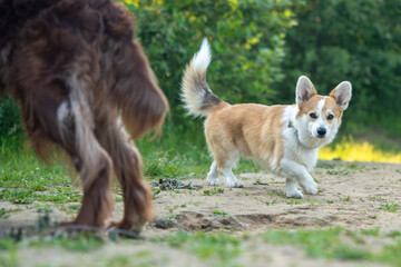 Cute Corgi dog walks next to another with other dogs