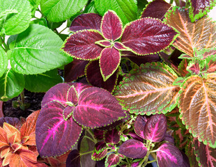 Coleus plant. A mixture of colors. Different varieties of coleus.  Assortment of potted house...