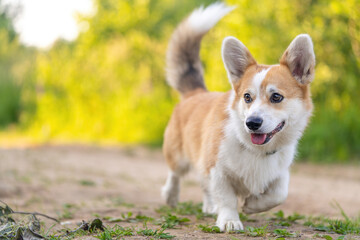 Cute Corgi dog runs and smiles. Little happy puppy looks away