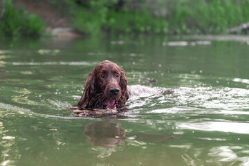 Setter dog plays in the water with a stick swims