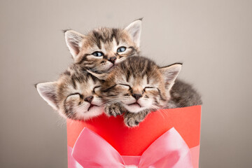 Three cute kittens sleeping in a red gift box with a bow