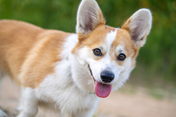 Cute Corgi dog walks in nature. Portrait of a puppy