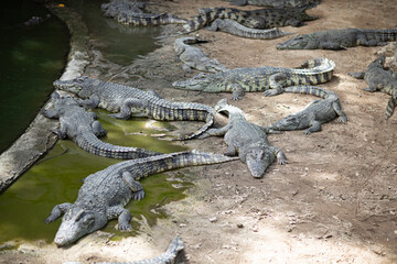 Many crocodiles sleep near the lake in the zoo.