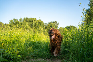 A happy dog runs along a track surrounded by grass. Irish Red Setter Dog.
