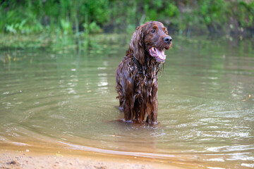 Setter wet dog crawled out of the water