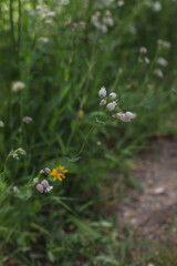 Wild flowers in high grass
