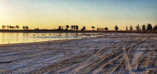 sunset over the river with flying flamingo's