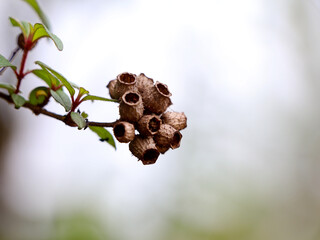Dried seeds of a tropical garden plant
