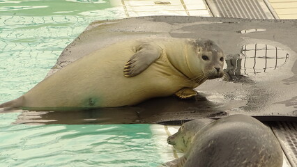 seal in the water
