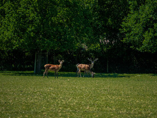 Deer grazing in a field. 