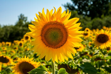 Fototapeta premium Sunflower field in sunny day