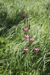 red and yellow flowers