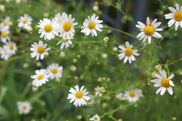 Obraz premium Modest daisies bloom in the summer in the meadows, fields, gardens