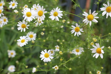 
Modest daisies bloom in the summer in the meadows, fields, gardens