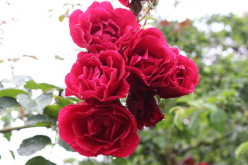 
Drops of rain lie on the petals of red roses on a summer sunny day