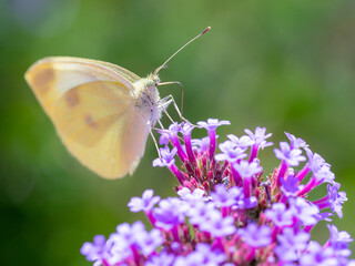 Kleiner Kohlweißling auf violetten Blüten einer Verbena