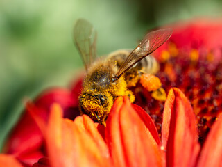 Biene beim Sammeln von Nektar an der roten Blüte einer Kokarde