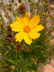 fleur  jaune  or  magnifique 