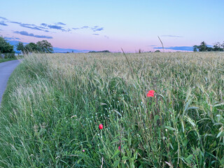 Kornfeld mit Mohnblumen im Vordergrund. Die Sonne geht gerade unter und färbt den Himmel rot