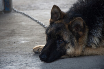 portrait of german shepherd dog