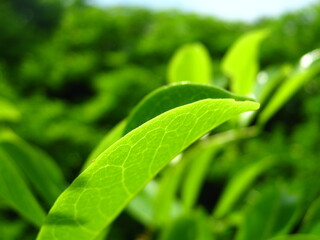 green tea leaves