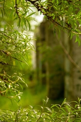 Obraz premium Overgrown factory