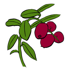 Flat image of branch of ripe cowberry 