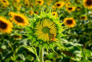 Sunflower field in sunny day