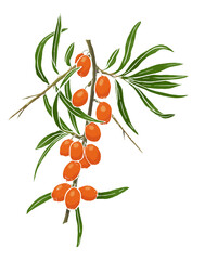 Simply colored branch of sea-buckthorn isolated on white 