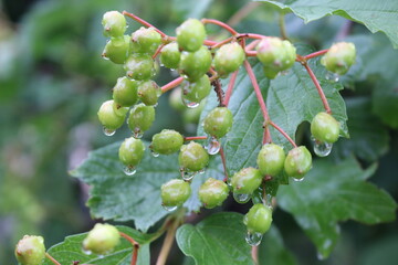 Fototapeta premium Raindrops hanging on green berries of viburnum