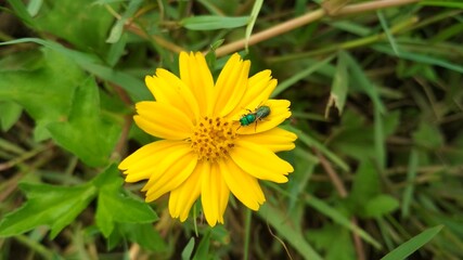yellow dandelion flower