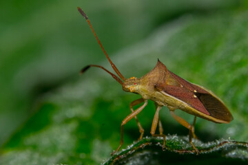 Closeup view of Boxelder bug