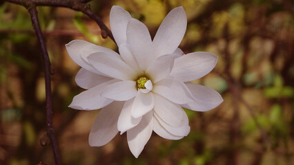 white flowers in the forest