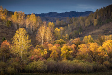 Yellow birches and red-orange-green shrubs against the background of blue mountains and dark blue sky