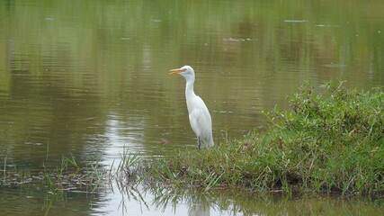great blue heron ardea alba