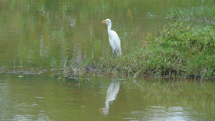 great blue heron ardea alba