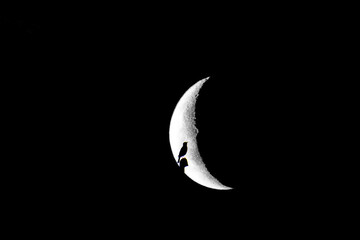 Obraz na płótnie Canvas bird, moon,fly,night