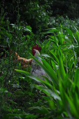 rooster in the grass