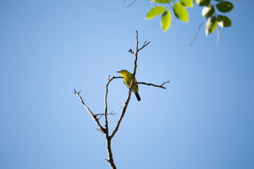 A bird perched on a branch In the blue sky background
